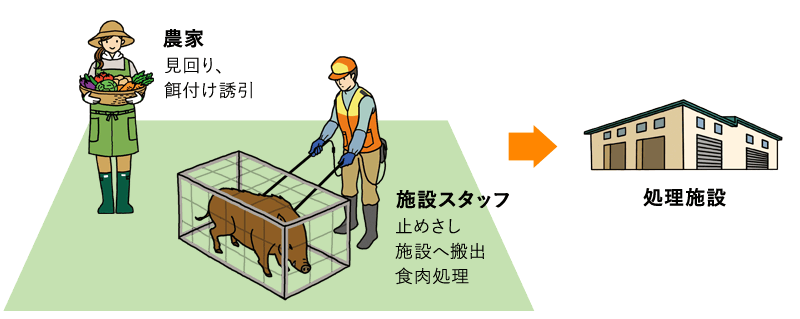 農地近くで捕獲、施設スタッフが止めさし