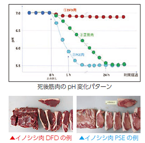 ストレスと肉質