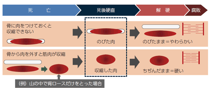 肉に残るエネルギーで収縮が起こる