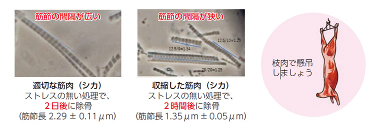 枝肉のまま懸吊し冷蔵保管を