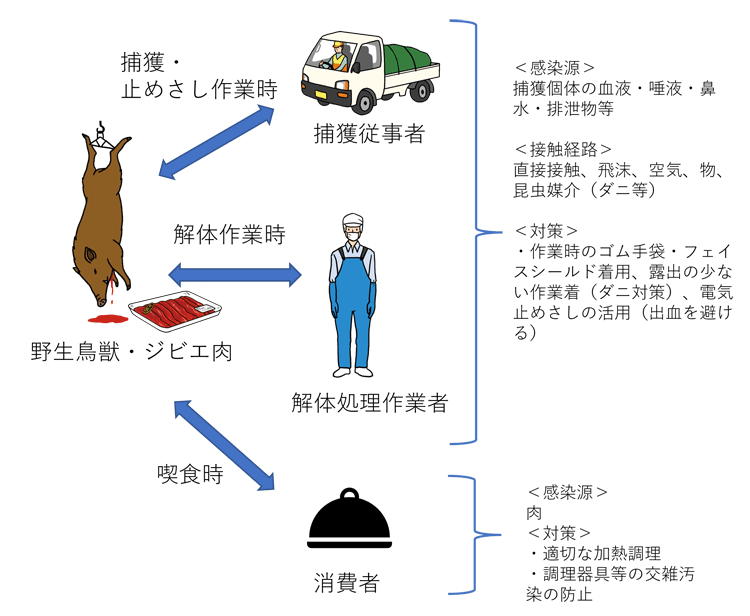 人獣共通感染症による健康被害リスク