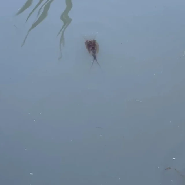 となりの田んぼでカワイイ奴らを確認。ホウネンエビは、体背部に甲羅を持たない「無甲目」。
カブトエビは甲羅を持つ「背甲目」。
こっそり毎年の楽しみにしてます。
#isseieco　#株式会社一成　#カブトエビ　#ホウネンエビ　#田んぼのいきもの　#自然 #自然環境
