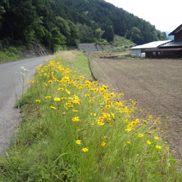 但馬の外来植物

１～４枚目
　梅雨の晴れ間。ちょっと寄り道して、朝来市の糸井渓谷に向かってみました。この季節、但馬は外来植物の開花の時期。特定外来生物のオオキンケイギクやムシトリナデシコが路傍を彩っていました。

５枚目
　オルラヤ（ハナカザリゼリ）の白い花も目を引きました。

#isseieco　#株式会社一成　#自然 #自然環境　#但馬　#特定外来生物　#朝来市　#糸井渓谷