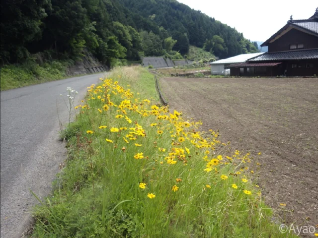 但馬の外来植物（令和7年6月13日、朝来市和田山町糸井渓谷撮影。）

１～４枚目
　梅雨の晴れ間。ちょっと寄り道して、朝来市の糸井渓谷に向かってみました。この季節、但馬は外来植物の開花の時期。特定外来生物のオオキンケイギクやムシトリナデシコが路傍を彩っていました。

５枚目
　オルラヤ（ハナカザリゼリ）の白い花も目を引きました。

#isseieco　#株式会社一成　#自然 #自然環境　#但馬　#特定外来生物　#朝来市　#糸井渓谷