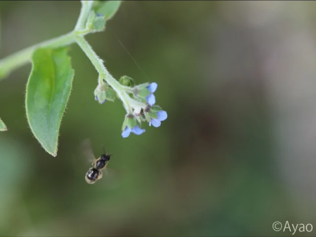 但馬の植物

１）オオルリソウの青い花に、１匹のハナバチ（アオスジハナバチ？）が近づいています。

２）オオルリソウの全形は、長くのびる花序に小さな花を多数つける変わった形です。

３）ヒメレンゲの黄色い花に、１匹のアリが近づいています。

４）ヒメレンゲは、岩上や湿った場所に生えています。トウバナ、ツボスミレ、チヂミザサ？とともに。

５）岩上で、オオナルコユリが緑白色の花をつけていました。

６）１か月ほどで緑色の実に変わりました。

７）これは、ツタウルシです。かぶれるので、気をつけてください。

#株式会社一成
#isseieco
#環境調査
#生物調査
#環境コンサルタント
#環境教育
#環境に関わる仕事
#自然に関わる仕事
#ビオトープ
#SDGs
#自然環境
#野生動物
#生き物好き
#自然観察
#生き物観察
#インターンシップ
#自然好き
#生態系
#生物多様性
#森林
#河川
#里山
#オオルリソウ
#ヒメレンゲ
#オオナルコユリ
#ツタウルシ