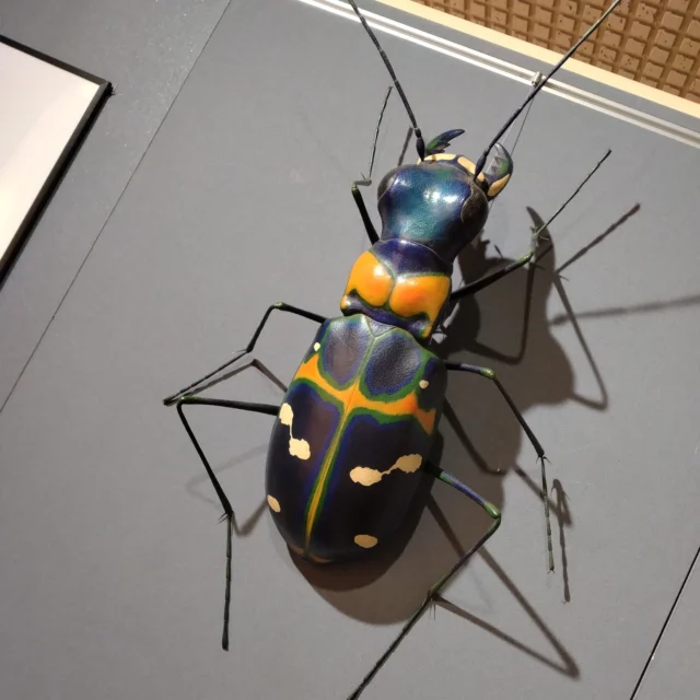 .
ナガエツルノゲイトウ対策のお勉強に兵庫県立人と自然の博物館へ行ってきました。

セミナー参加者は、展示も見学できるということで、前から気になっていた企画展（甲虫展）も見てきました。
（もちろんナガエツルノゲイトウのお勉強もしてきました。）

甲虫と言えば、カブトムシやクワガタムシに目が行きがちですが、身近な昆虫推しは、綺麗なハンミョウとタマムシです。

ちなみにアオバアリガタハネカクシは、絶対つぶさないように。

キンギンコガネ。。。かっこいいい。

来年1月12日までやってますので、昆虫好きは、ぜひ ひとはく へ。（先は長いと思っていたら終わっている可能性があるので、お早めに。）
 
#株式会社一成 
#isseieco
#環境調査
#生物調査
#環境コンサルタント
#環境教育
#環境に関わる仕事
#自然に関わる仕事
#ビオトープ
#SDGs
#自然環境
#野生動物
#生き物好き
#自然観察
#生き物観察
#インターンシップ
#自然好き
#生態系
#生物多様性
#森林
#河川
#里山 
#人と自然の博物館 
#ひとはく 
#甲虫
#ハンミョウ