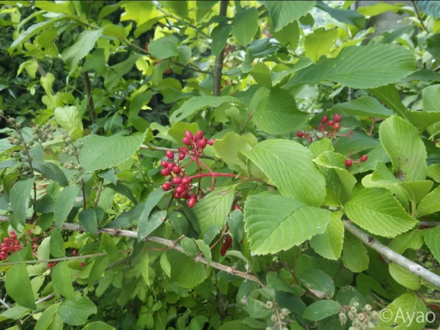 但馬の夏の植物

１、２）この季節、よく目立つのは、ゴマギの赤い実。鳥は食べるようですが、人は食用にはしません。

３、４）35℃を超える猛暑ですが、元気なのはタケニグサ。茎先に大きな円錐花序を出し、多くの実をつけています。若い実を見ると、先端に柱頭が残っているのが面白い。

５、６）道端のメハジキは、暑さで少し弱っていますが、淡紅紫色の小さな唇形の花を咲かせています。

７）道端に、大きなブッドレア（フサフジウツギ）が見えたので、車を停めて写真撮影。

８）これまで、藤色のフサフジウツギは何度か出会ったのですが、白色系統は初めて。

９、１０）花穂は小さな花の集合。白い小さな花と咲き終えた茶色い部分とのバランスが絶妙。

#ゴマギ
#タケニグサ
#メハジキ
#ブッドレア
#フサフジウツギ 
#株式会社一成
#isseieco
#環境調査
#生物調査
#環境コンサルタント
#環境教育
#環境に関わる仕事
#自然に関わる仕事
#ビオトープ
#SDGs
#自然環境
#野生動物
#生き物好き
#自然観察
#生き物観察
#インターンシップ
#自然好き
#生態系
#生物多様性
#森林
#河川
#里山
#但馬
#植物観察
#植物