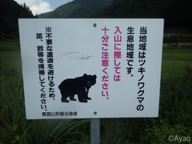 但馬の夏の植物2

１）８月下旬、糸井渓谷のイワタバコ群生が気になっていたので、寄ってみた。林道入口の熊注意の看板を見ると、いつも少し不安になる。

２、３、４）林道横の岩壁にイワタバコが着生し、淡紅紫色の小さな花をつけていた。花筒部の黄橙色の斑紋が面白い。

５、６）近くの岩上にギボウシ類（オヒガンギボウシ？）が蕾をつけていた。もう少し近ければ、もっと良い写真が撮れたのに。

#株式会社一成
#isseieco
#環境調査
#生物調査
#環境コンサルタント
#環境教育
#環境に関わる仕事
#自然に関わる仕事
#ビオトープ
#SDGs
#自然環境
#野生動物
#生き物好き
#自然観察
#生き物観察
#インターンシップ
#自然好き
#生態系
#生物多様性
#森林
#河川
#里山
#ツキノワグマ
#イワタバコ
#ギボウシ類