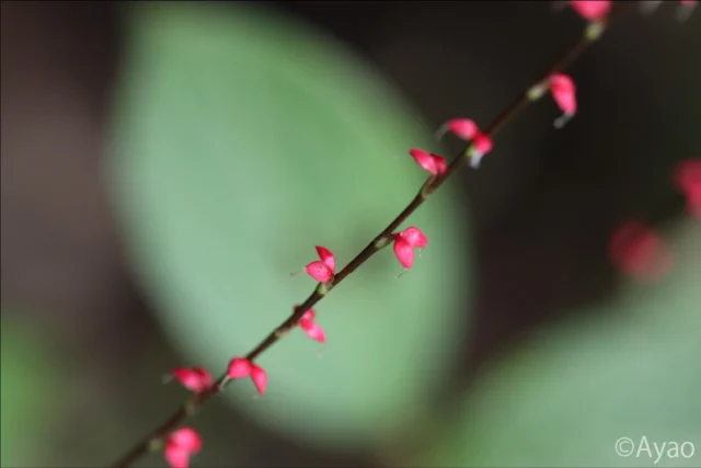 .
【但馬の秋の植物③】
木陰の湿った地面に、ミズヒキの赤い花序が揺れていました🌸拡大して見ると、鉤状の柱頭を残した若い果実でした。
このような湿った場所には、ちょっとした危険が。そう、ヤマビルがそっと接近して来ていました😳💨⚠️

#株式会社一成
#isseieco
#環境調査
#生物調査
#環境コンサルタント
#環境教育
#環境に関わる仕事
#自然に関わる仕事
#ビオトープ
#SDGs
#自然環境
#野生動物
#生き物好き
#自然観察
#生き物観察
#インターンシップ
#自然好き
#生態系
#生物多様性
#森林
#河川
#里山
#秋の植物
#ミズヒキ 
#果実