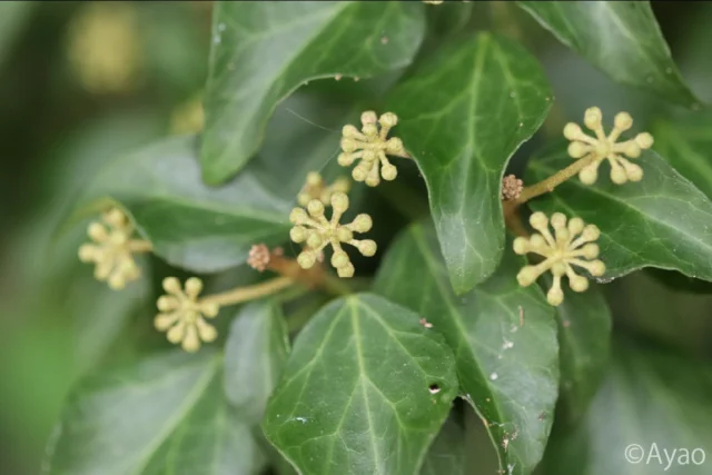 .
【但馬の秋の植物①】
９月下旬、秋の植物を求めて、ふと立ち寄った生野町の道路脇の崖。
まず目についたのは、キヅタの蕾🌿
花の形は、同じウコギ科のヤツデによく似ていました🍃
#株式会社一成
#isseieco
#環境調査
#生物調査
#環境コンサルタント
#環境教育
#環境に関わる仕事
#自然に関わる仕事
#ビオトープ
#SDGs
#自然環境
#野生動物
#生き物好き
#自然観察
#生き物観察
#インターンシップ
#自然好き
#生態系
#生物多様性
#森林
#河川
#里山
#秋の植物 
#キヅタ 
#蕾