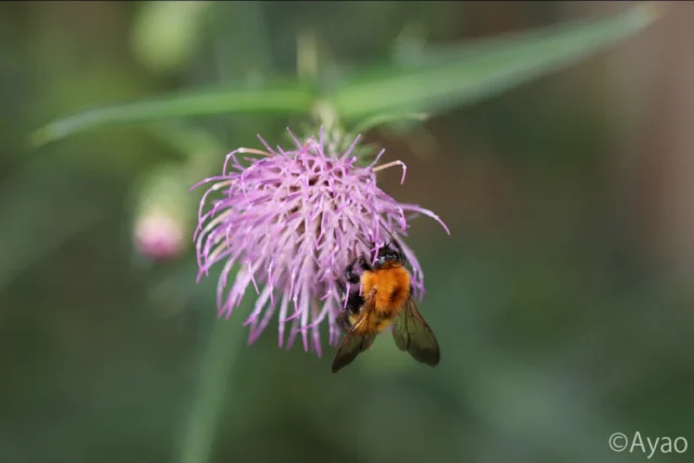 .
【但馬の秋の植物②】
林縁のヨシノアザミを撮っていると、トラマルハナバチが蜜を求めてやって来ました🐝🐝🐝
#株式会社一成
#isseieco
#環境調査
#生物調査
#環境コンサルタント
#環境教育
#環境に関わる仕事
#自然に関わる仕事
#ビオトープ
#SDGs
#自然環境
#野生動物
#生き物好き
#自然観察
#生き物観察
#インターンシップ
#自然好き
#生態系
#生物多様性
#森林
#河川
#里山
#秋の植物
#ヨシノアザミ 
#トラマルハナバチ