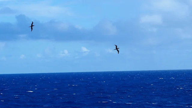 【小笠原渡島記②】

小笠原航路で、普段見慣れない海鳥たちを見ることができました。😊👏

今回は、カツオドリ、アカアシカツオドリたちが船の周囲を取り囲んでいました。

海鳥たちが飛んでいる姿を間近で観察できるのも船旅の醍醐味ですね。🚢

#株式会社一成
#isseieco
#環境調査
#生物調査
#環境コンサルタント
#環境教育
#環境に関わる仕事
#自然に関わる仕事
#ビオトープ
#SDGs
#自然環境
#野生動物
#生き物好き
#自然観察
#生き物観察
#インターンシップ
#自然好き
#生態系
#生物多様性
#森林
#河川
#里山
#小笠原
#渡島記
#カツオドリ