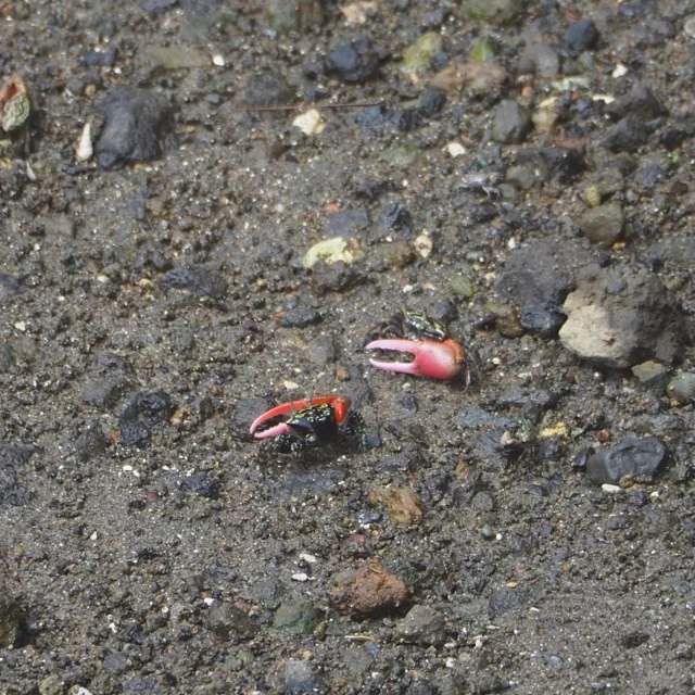 【小笠原渡島記⑤】

父島で出会った希少種、外来種たちです。😊

世界中で小笠原にしか生息していない希少種に出会うことができました。

一方で、貴重な固有種を捕食してしまう厄介な外来種にもよく出会いました。💥💥

島中いたるところにトラップをしかけ、グリーンアノールを捕獲しようと賢明な努力が行われていました。

なんとか、貴重な固有種が保たれることを祈りたいです。😢🌍

#株式会社一成
#isseieco
#環境調査
#生物調査
#環境コンサルタント
#環境教育
#環境に関わる仕事
#自然に関わる仕事
#ビオトープ
#SDGs
#自然環境
#野生動物
#生き物好き
#自然観察
#生き物観察
#インターンシップ
#自然好き
#生態系
#生物多様性
#森林
#河川
#里山
#オガサワラベニシオマネキ
#オガサワラノスリ
#グリーンアノール
#アカアシカツオドリ