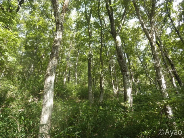 .
【但馬の秋の植物④】
10月下旬🍂段ヶ峰に至る生野高原登山口に立ち寄ってみました。

ここは見事なコナラ林🌳✨登山の時間はありませんでしたが、周辺をゆっくり散策🚶‍♂️

コナラに混じって、白い樹皮がひときわ目を引くコシアブラを確認。コシアブラの新芽は天ぷらにもできます🍴

ほかにも、クロモジなどの低木が見られました🌱

#株式会社一成
#isseieco
#環境調査
#生物調査
#環境コンサルタント
#環境教育
#環境に関わる仕事
#自然に関わる仕事
#ビオトープ
#SDGs
#自然環境
#野生動物
#生き物好き
#自然観察
#生き物観察
#インターンシップ
#自然好き
#生態系
#生物多様性
#森林
#河川
#里山
#植物観察 
#コナラ林 
#生野高原 
#段ヶ峰 
#秋の散策