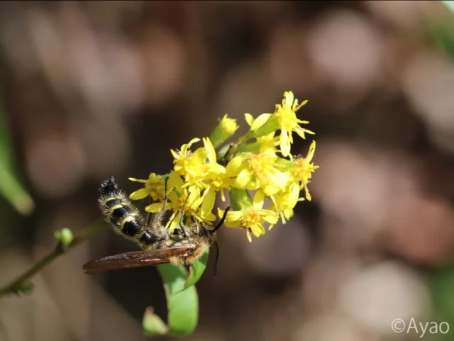 .
【但馬の秋の植物⑤】
足元に目をやると、アキノキリンソウが咲いていました🌼
花には、ツチバチ（キンケハラナガツチバチ）が訪れていました🐝🍯

#株式会社一成
#isseieco
#環境調査
#生物調査
#環境コンサルタント
#環境教育
#環境に関わる仕事
#自然に関わる仕事
#ビオトープ
#SDGs
#自然環境
#野生動物
#生き物好き
#自然観察
#生き物観察
#インターンシップ
#自然好き
#生態系
#生物多様性
#森林
#河川
#里山
#植物観察
#アキノキリンソウ 
#ツチバチ 
#キンケハラナガツチバチ 
#秋の散策