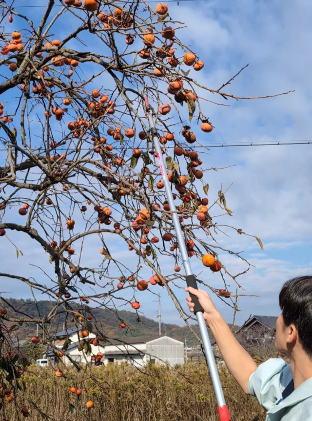 .
会社の柿の木から、たくさんの柿が収穫できました。
isseiスタッフ数名で作業しましたが、減っても減ってもなくならないほど😳
今年は見事な豊作です。

#株式会社一成
#isseieco
#環境調査
#生物調査
#環境コンサルタント
#環境教育
#環境に関わる仕事
#自然に関わる仕事
#ビオトープ
#SDGs
#自然環境
#野生動物
#生き物好き
#自然観察
#生き物観察
#インターンシップ
#自然好き
#生態系
#生物多様性
#森林
#河川
#里山
#柿の収穫
#豊作の秋
#柿の木