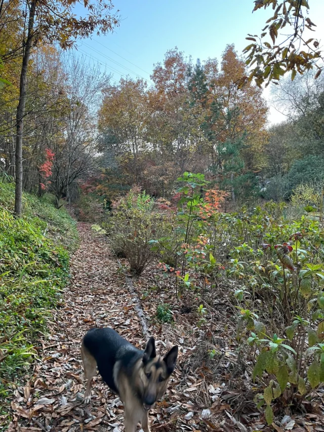 .
ビオトープ研究所の整備をしていると、巨大なキノコを発見しました🍄
（大きさの比較として、煙草の箱を置いてみました。）

#株式会社一成
#isseieco
#環境調査
#生物調査
#環境コンサルタント
#環境教育
#環境に関わる仕事
#自然に関わる仕事
#ビオトープ
#SDGs
#自然環境
#野生動物
#生き物好き
#自然観察
#生き物観察
#インターンシップ
#自然好き
#生態系
#生物多様性
#森林
#河川
#里山
#巨大キノコ