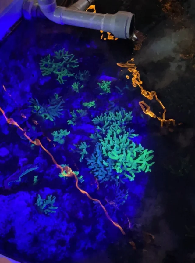 .
徳島県海陽町の[海中観光船ブルーマリン号]クリスマスナイトクルーズに乗船しました。
エダミドリイシにブラックライトを当てるとサンゴの蛍光タンパク質が発光することを活用した限定クルーズです。
船や海陽町の各所で竹灯籠が飾られていて綺麗でした。
都会には無い暗闇の夜の海で、ここでしか見られないサンゴの光と沢山の星空を堪能できました。

#株式会社一成
#isseieco
#環境調査
#生物調査
#環境コンサルタント
#環境教育
#環境に関わる仕事
#自然に関わる仕事
#ビオトープ
#SDGs
#自然環境
#野生動物
#生き物好き
#自然観察
#生き物観察
#インターンシップ
#自然好き
#生態系
#生物多様性
#高緯度サンゴ群集
#ナイトクルーズ
#海陽町