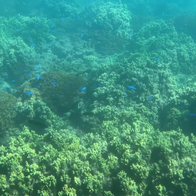 ナイトクルーズの翌日、日中の海中観光船ブルーマリン号に乗船しました🚤💫

船は室戸阿南国定公園の一部である竹ヶ島湾を約40分をかけて一周します😮😮

この日は地元の人からすると濁っていたそうですが、海中の様子がよく見え、美しい海と神秘的なサンゴの森の海中景観に見入ってしまいました👏

小さな生き物を探していると、時間が経つのがあっという間でした🐟🐠🐡

#株式会社一成
#isseieco
#環境調査
#生物調査
#環境コンサルタント
#環境教育
#環境に関わる仕事
#自然に関わる仕事
#ビオトープ
#SDGs
#自然環境
#野生動物
#生き物好き
#自然観察
#生き物観察
#インターンシップ
#自然好き
#生態系
#生物多様性
#海中観光船
#徳島県
#サンゴ