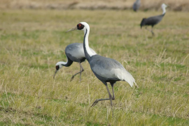 .
「宮城県・伊豆沼での雁行」と「鹿児島県・出水市の越冬ツル」のどちらを観察するか悩んだ末、今回はツルを観察するため鹿児島県へ向かいました。

出水市の湿地はラムサール条約登録湿地に指定されており、ナベヅルやマナヅルをはじめ、多くの鳥類を観察することができます。
観察は日の出前から開始し、寒さに耐えながらフィールドで待機しました。
日の出とともにツルが飛び立ち、それぞれの採食場所へ向かう様子を観察することができました。
ツルたちの朝の採食を妨げないよう配慮しながら、観察を楽しみました。

① マナヅル
② ナベヅル
③ 東干拓の風景
④ タゲリ

出水市ではツルが注目されがちですが、ツル以外の鳥類も魅力的です。
観察の合間には、ホシムクドリ、ニュウナイスズメ、コクマルガラス（白色型）なども確認できました。

#株式会社一成
#isseieco
#環境調査
#生物調査
#環境コンサルタント
#環境教育
#環境に関わる仕事
#自然に関わる仕事
#ビオトープ
#SDGs
#自然環境
#野生動物
#生き物好き
#自然観察
#生き物観察
#インターンシップ
#自然好き
#生態系
#生物多様性
#森林
#河川
#里山
#ナベヅル 
#マナヅル 
#タゲリ 
#野鳥観察 
#バードウォッチング