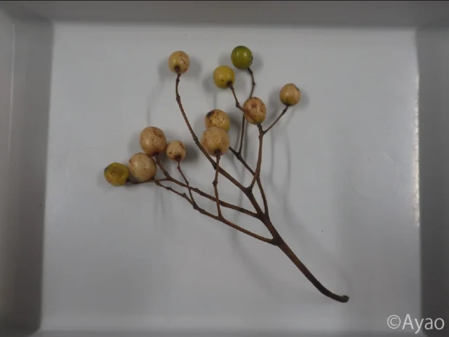 .
花の少ないこの時期、通勤途中で目を楽しませてくれるのが、センダンの黄色い実。
沿道には何本も生えていて、なかにはかなり大きな木もあります。

センダンの実には毒が含まれており、人や動物が食べると中毒を起こすそう。でも鳥は食べても平気のよう。

#株式会社一成
#isseieco
#環境調査
#生物調査
#環境コンサルタント
#環境教育
#環境に関わる仕事
#自然に関わる仕事
#ビオトープ
#SDGs
#自然環境
#野生動物
#生き物好き
#自然観察
#生き物観察
#インターンシップ
#自然好き
#生態系
#生物多様性
#森林
#河川
#里山
#センダン 
#通勤途中 
#植物観察