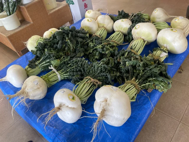 .
桜島の現地調査中、休憩時間に道の駅で桜島大根を発見。
興味が止められず購入し、レンタカー＆飛行機で連れて帰りました。
会社のみんなで分けて美味しくいただきました。
火山と共生する桜島だからこそ育つ、世界一大きな大根です。

#株式会社一成 
#isseieco 
#環境調査 
#生物調査 
#環境コンサルタント 
#環境教育 
#環境に関わる仕事 
#自然に関わる仕事 
#ビオトープ 
#sdgs 
#自然環境 
#野生動物 
#生き物好き 
#自然観察 
#生き物観察 
#インターンシップ 
#自然好き 
#霧島錦江湾国立公園 
#桜島錦江湾ジオパーク 
#桜島大根 
#鹿児島県 
#桜島