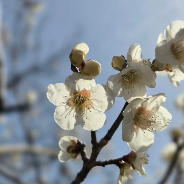 .
2月下旬、初夏の陽気。ウメには大勢の人が群がり、ローズマリーには忙しそうなミツバチが群がっている。サンシュユの蕾の横には、夏の忘れ物と秋の置き土産。

#株式会社一成 
#isseieco 
#環境調査 
#生物調査 
#環境コンサルタント 
#環境教育 
#環境に関わる仕事 
#自然に関わる仕事 
#自然環境 
#野生動物 
#生き物好き 
#自然観察 
#生き物観察 
#自然好き 
#生態系 
#生物多様性 
#河川 
#明石市 
#ウメ 
#梅 
#ローズマリー 
#サンシュユ 
#花
#つぼみ 
#実 
#赤い実 
#ミツバチ 
#セミの抜け殻