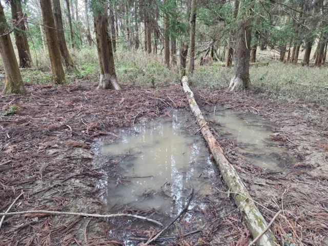 .
3月初旬、曇天の山中はまだ少し肌寒い。あちこちの木にイノシシの泥擦り跡があり、足元にはぬた場が広がっている。のぞき込んだ水の中には、ニホンヒキガエルの卵塊。ひっそりと、新しい命。

#株式会社一成 
#isseieco 
#環境調査 
#生物調査 
#環境コンサルタント 
#環境教育 
#環境に関わる仕事 
#自然に関わる仕事 
#ビオトープ 
#sdgs 
#自然環境 
#野生動物 
#生き物好き 
#自然観察 
#生き物観察 
#インターンシップ 
#自然好き 
#生態系 
#生物多様性 
#森林 
#河川 
#里山 
#イノシシ 
#ぬた場 
#ニホンヒキガエル 
#産卵 
#卵塊